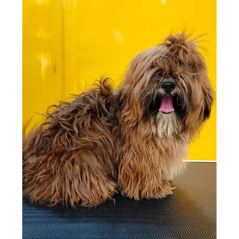 Small Mixed Breed before grooming